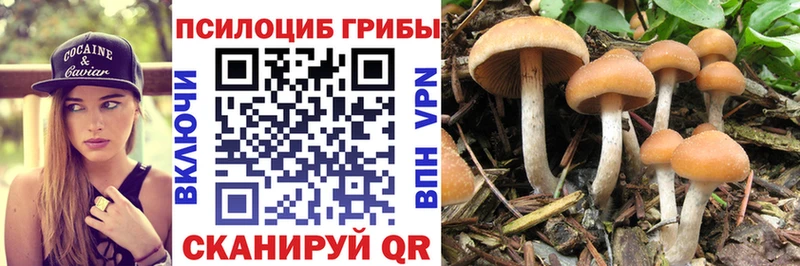 где купить наркоту  Улан-Удэ  Псилоцибиновые грибы Psilocybe 